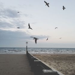 Seagulls flying over beach against sky during sunset