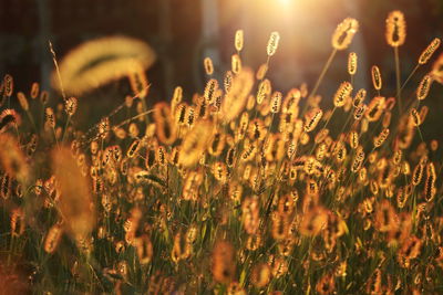 Close-up of plants on field during sunset