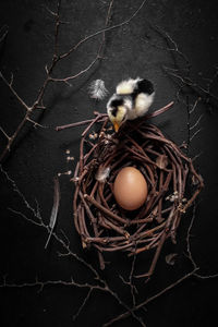 Close-up of bird in nest