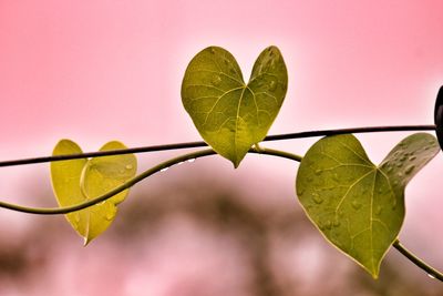 Close-up of heart shape leaf