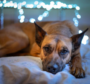Portrait of dog lying down on bed