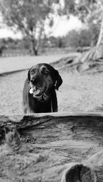 Close-up of dog