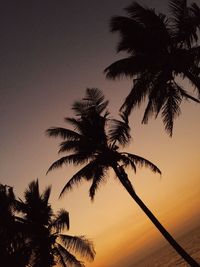 palm tree