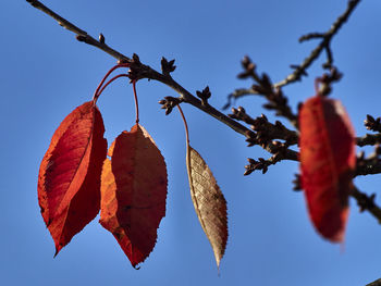 Low angle view of red leaves hanging on tree against sky