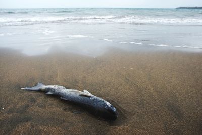 Drift fish on beach