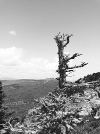 Tree on landscape against sky