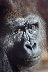 Close-up portrait of monkey