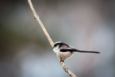 Bird perching on twig