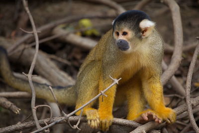 Closeup portrait of golden squirrel monkey saimiri sciureus sitting on branch and playing bolivia.