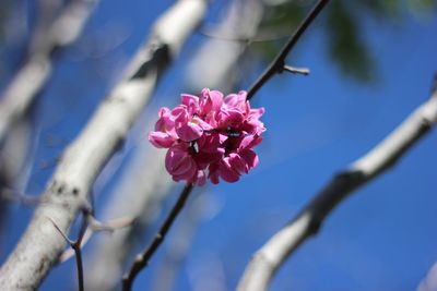 Close-up of pink flowers