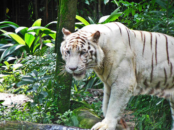 Close-up of tiger