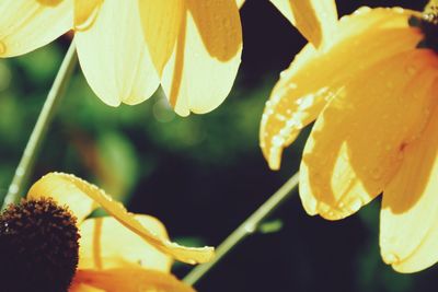 Close-up of yellow flowering plant