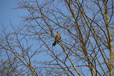 Low angle view of bird perching on tree