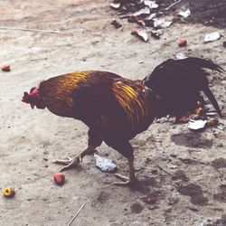 Close-up of chicken