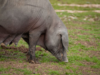 Side view of elephant grazing on field