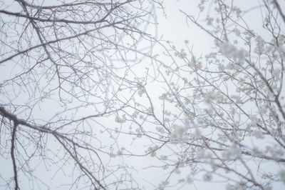 Low angle view of bare trees against sky