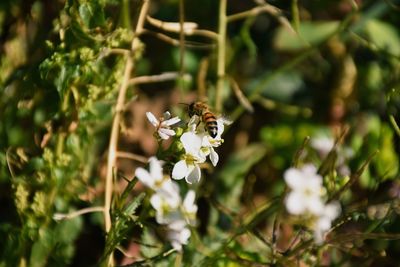 Close-up of bee pollinating on flower