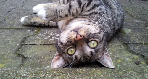 Close-up portrait of cat