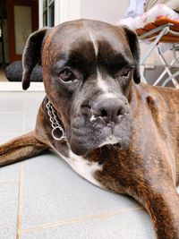 Close-up portrait of a dog