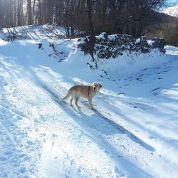 Dog on snow field