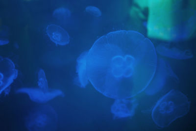 The beautiful underwater world with amazing movement of jellyfish 