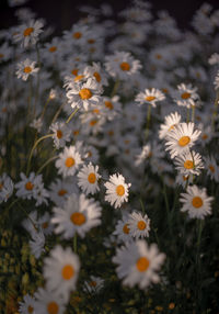 Close-up of daisy flowers on field