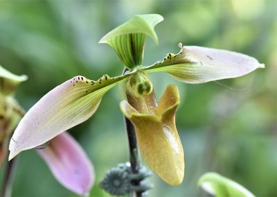 Close-up of flowering plant