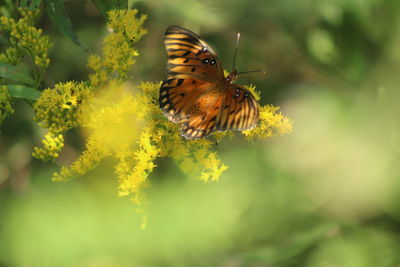 Close-up of butterfly pollinating on flower