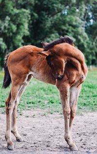 Horse in a field