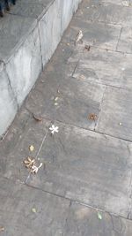 High angle view of lizard on autumn leaves