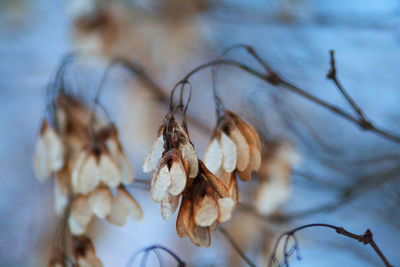 Close-up of flowers