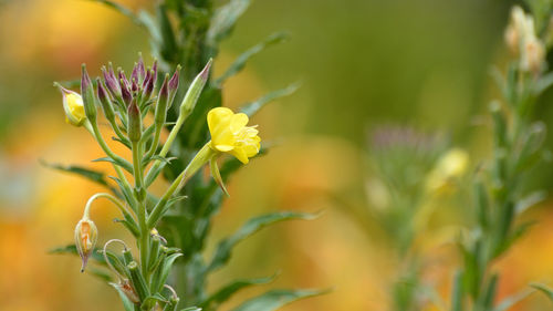 Close-up of yellow flowering plant