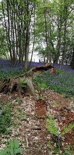 Plants growing on land in forest