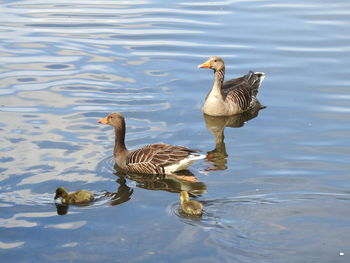 High angle view of duck swimming in lake