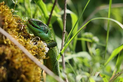 Close-up of lizard