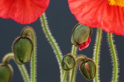 Close-up of red flowering plant