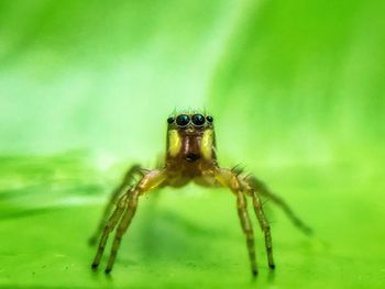 Close-up of spider