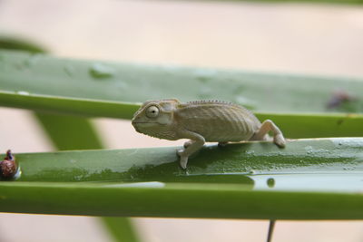 Close-up of small lizard on railing