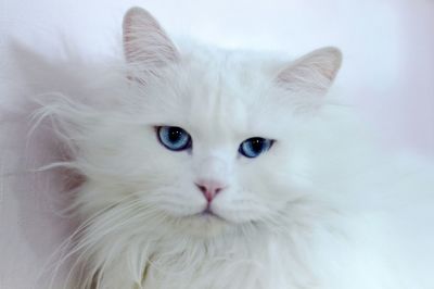 Close-up of white cat