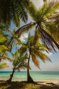 Palm tree by sea against sky