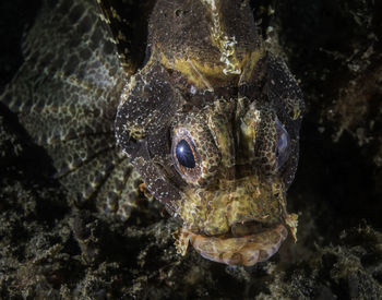 Close-up of fish swimming in sea