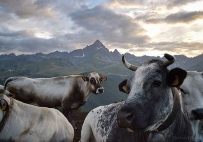 View of cows on mountain against sky