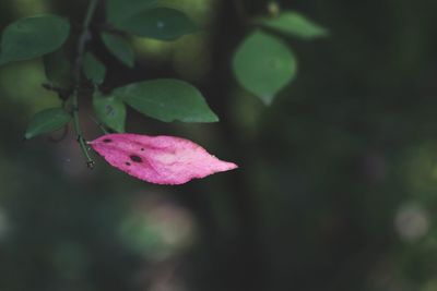 Close-up of pink flower