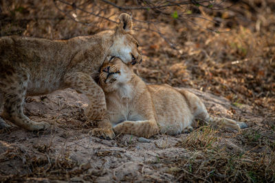 Two Lion cubs