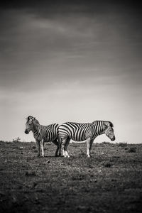 Zebra crossing in a field