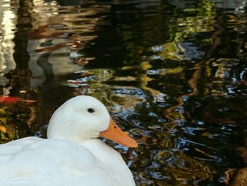 Bird swimming in water