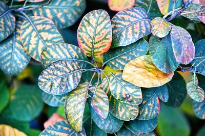 Directly above shot of leaves on plant
