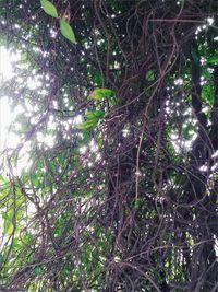 Low angle view of trees in forest