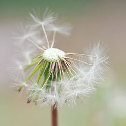 Close-up of dandelion against white background