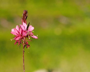 Close-up of pink flower